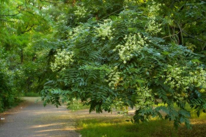 Sophora heißt das japanische Wunder, ein Baum von hundert Krankheiten