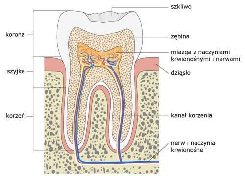 Формирование такой стенки в определенной степени позволяет защищаться от воспаления, но в то же время заставляет цвет зуба потемнеть и часто ухудшает лечение корневых каналов в будущем