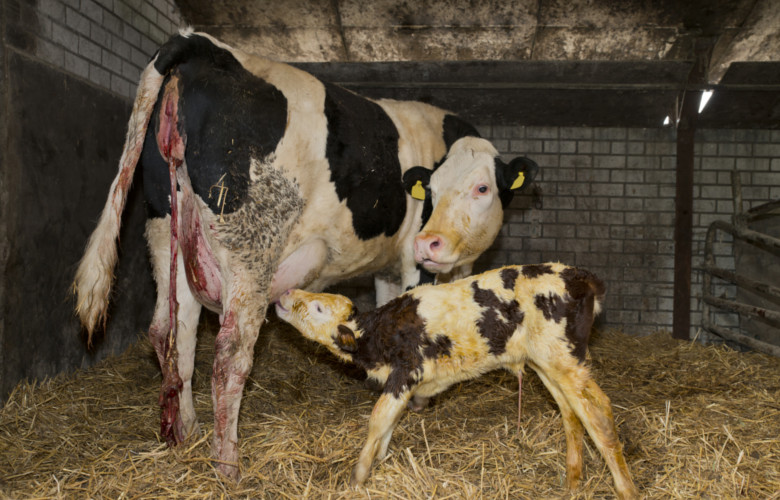 Кетоз у крупного рогатого скота - описание, причины   Кетоз у крупного рогатого скота является метаболическим заболеванием, связанным с метаболизмом у коров