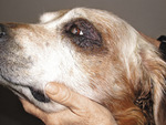Воспаление кожи периферических конечностей, вызванное облизыванием (дерматит акрального лизания) у собаки с атопией, осложненной глубокой инфекцией MRSP