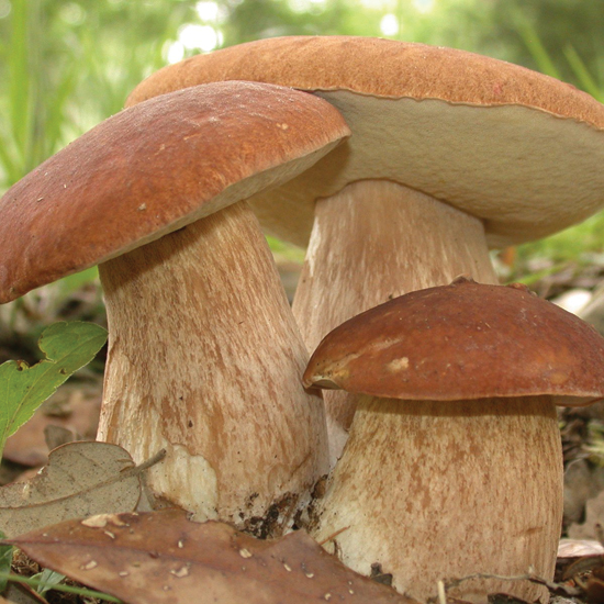 Отравление грибами - довольно распространенная проблема в летне-осенний период