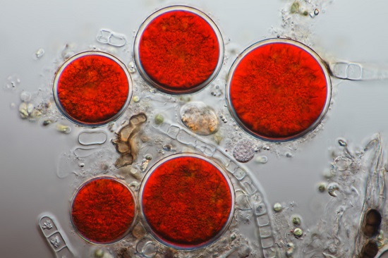 Исследователи в Японии в поисках новых лекарств обнаружили астаказин в морских водорослях (   1   ,   2   )